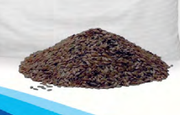 Semilla de Morro Niña Toyita 25 Lbs ***